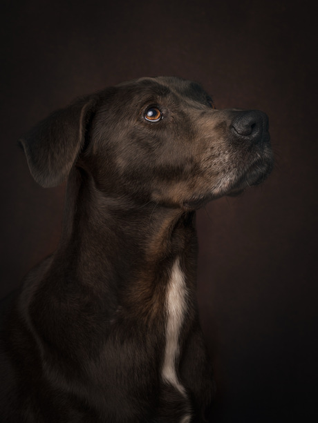 Fine Art | Hondenportret 🤎