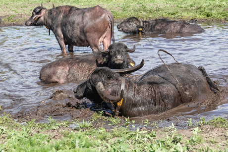 Waterbuffels