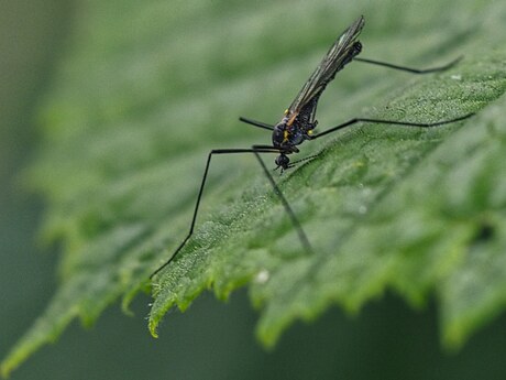 Gnophomyia tristissima