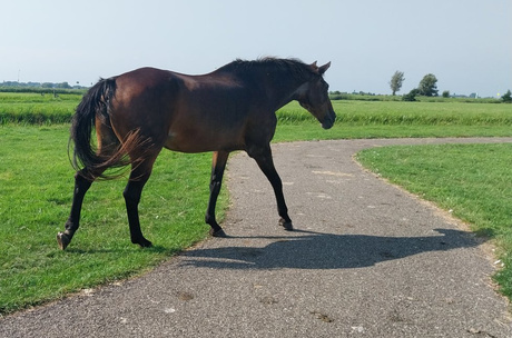 Paarden lopen vrij rond in de Boterhuispolder. 