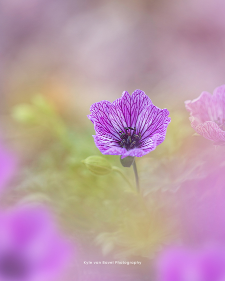 Paarse Bokeh - (Instagram formaat) Deze foto is simpel weg gemaakt in de achtertuin. - foto door KylevanBavel op 27-07-2021 - locatie: Wijchen, Nederland - deze foto bevat: macro, tuin, bloem, kleuren, bokeh, natuur, bloemen, paars, close-up, nederland, wijchen, bloem, plant, purper, bloemblaadje, paars, kruidachtige plant, magenta, steel, eenjarige plant, kunst
