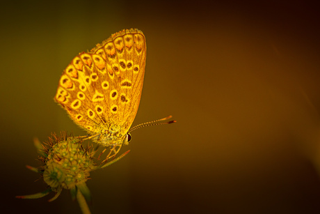 Vlinder in het laatste licht 