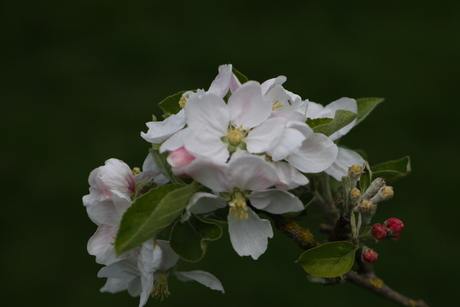 Voorjaar Wiel van Bassa