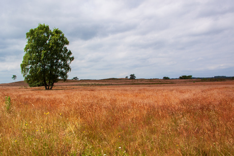 Landschap