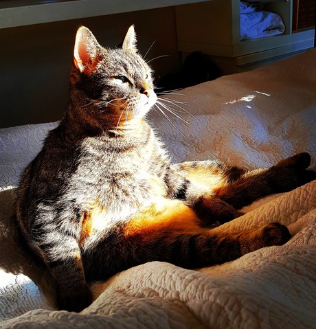 Frodo geniet van de zon