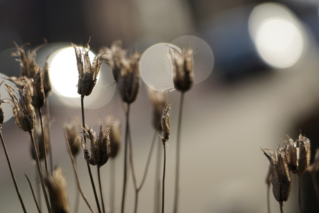 Akelei vruchtjes in de winterzon