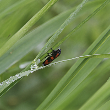 Bloedcicade