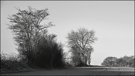 Kaal