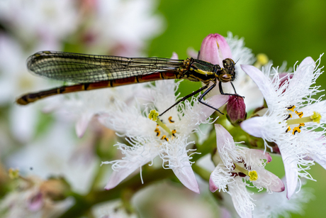 lente aan de vijverrand