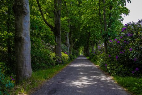 Mooie straat met rhodondendrons