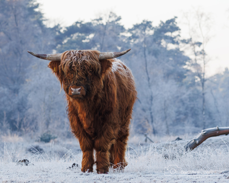Schotse hooglander in de sneeuw 