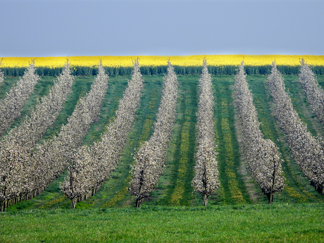 Fruitig Hageland