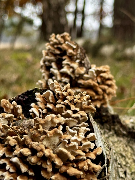 Herfst Bornia