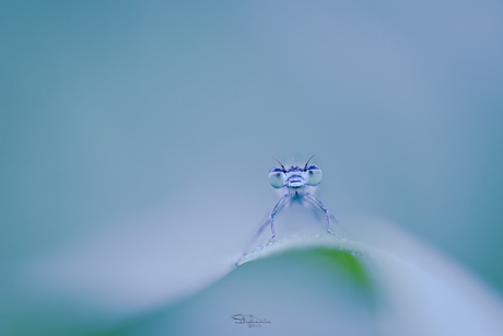 “Softly Disappearing” 