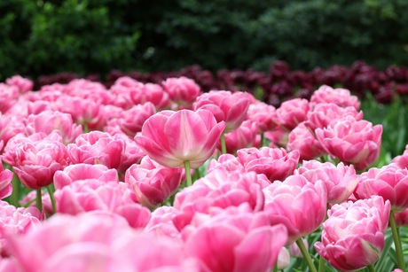 Tulp6