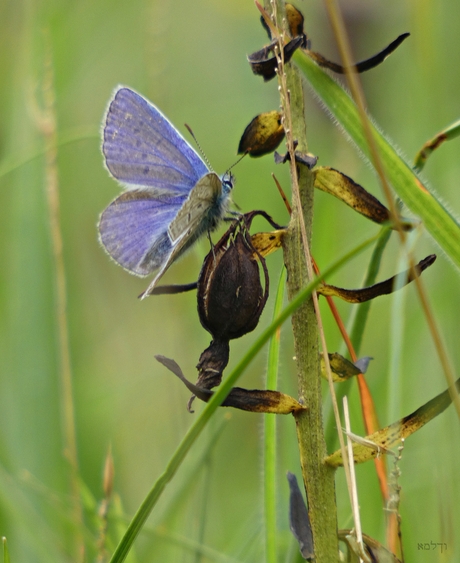 Blauwtje