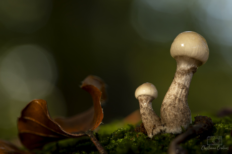 Samen groeien in het herfstbos