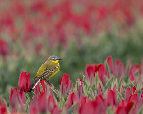 Gele Kwikstaart in rood tulpenveld 