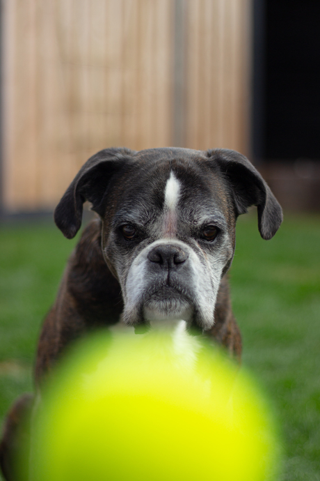 Tennis bal