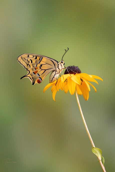 Op een mooie gele zonnehoed. 