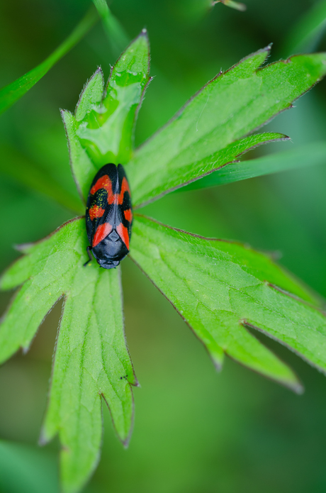 Little beetle on a leaf