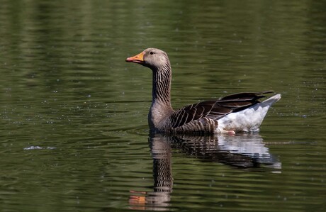 grauwe gans in weerspoegeling