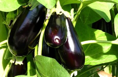 P1270807  KOM IN DE KAS   2025   Tuin 8  Aubergines  Close  5 april 2025 