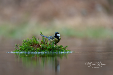 Koolmeesje op het eilandje 
