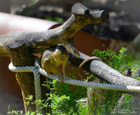 Talapoin (Noordelijke)
