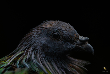 Manenduif 2015-10-16