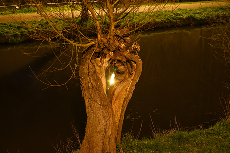 oude boom met licht