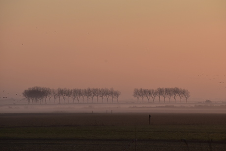 Ochtendnevel in januari