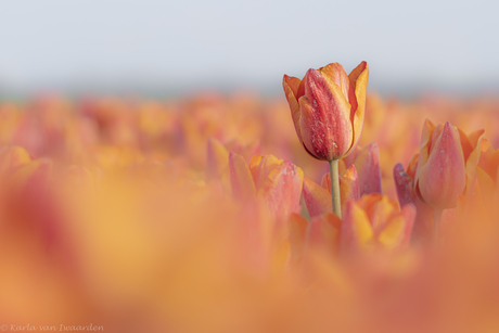 Tulpen.