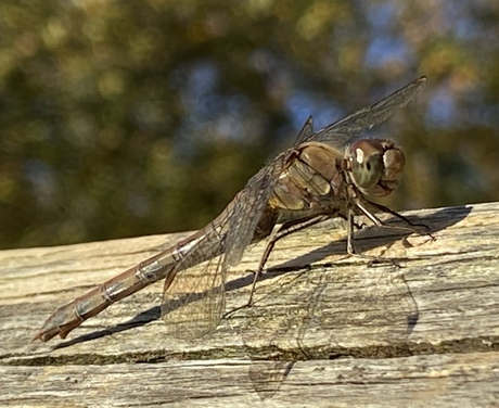 Nov Dragonfly