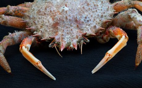 Krab