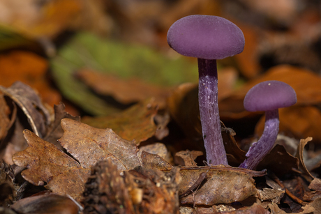 Paddenstoelen