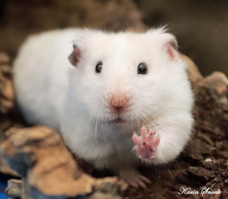 High Five