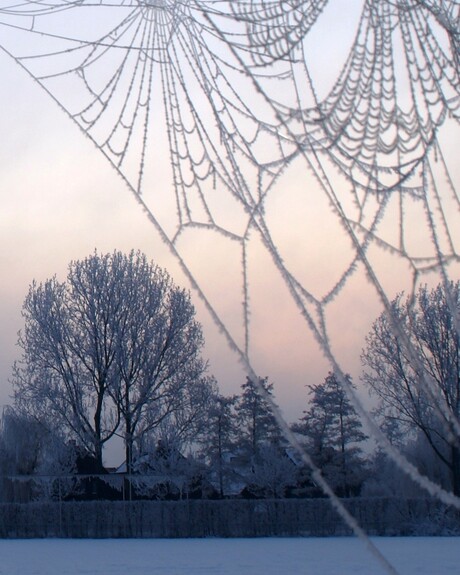 winterweb