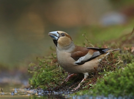Appelvink