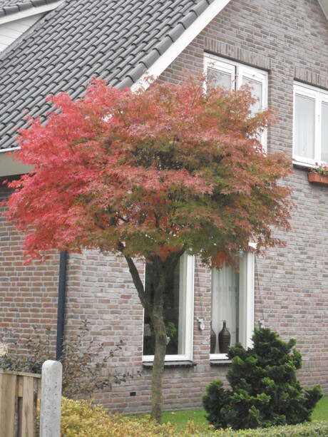 mooie boom in herfstkleur