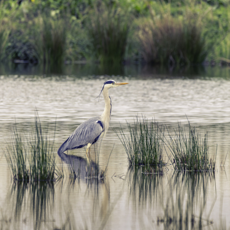 Painterly Heron