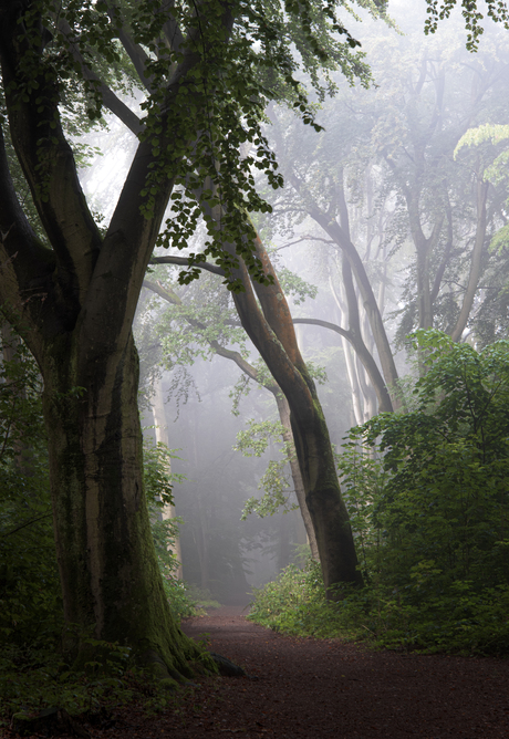 Clingendael bos