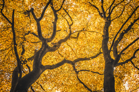 Herfst in Speulderbos.
