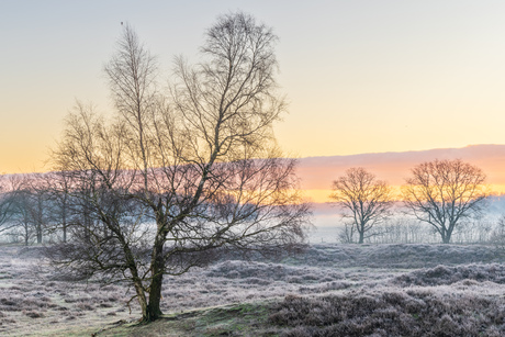 Koude zonsopkomst