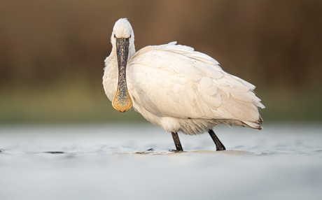 Oogcontact met een lepelaar