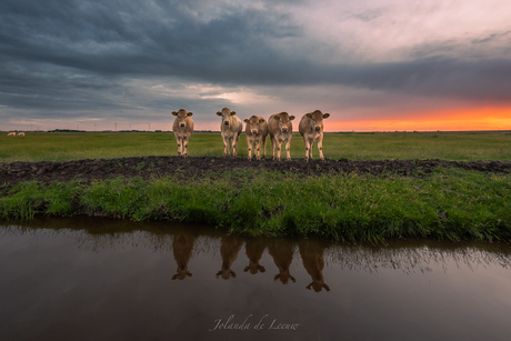 Cow reflection 