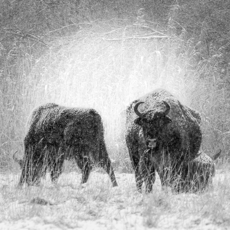 Wisent in sneeuwbui