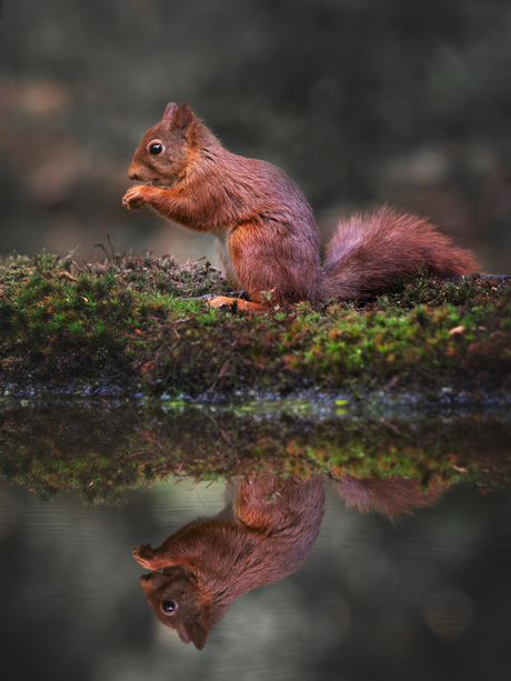 Eekhoorntje met reflectie