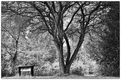 bankje in het bos