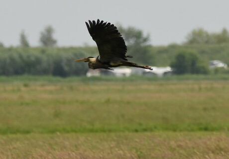 reiger heeft modderbad genomen